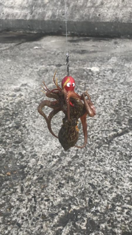 南港オカッパリのタコ好調！