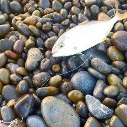 初夏のサーフで青物LSJ