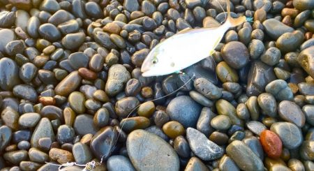 初夏のサーフで青物LSJ