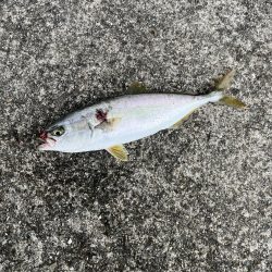 シーバス釣りがモジャコ釣りに！