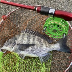 チヌとコブダイ