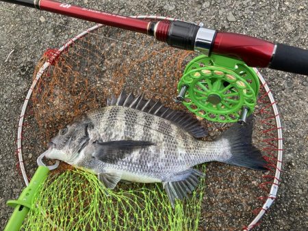 チヌとコブダイ