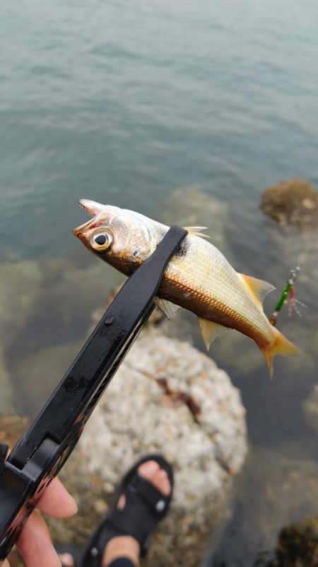 岬町ライトゲーム