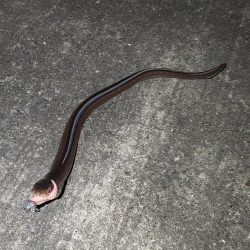 ワームで初めてのアナゴ