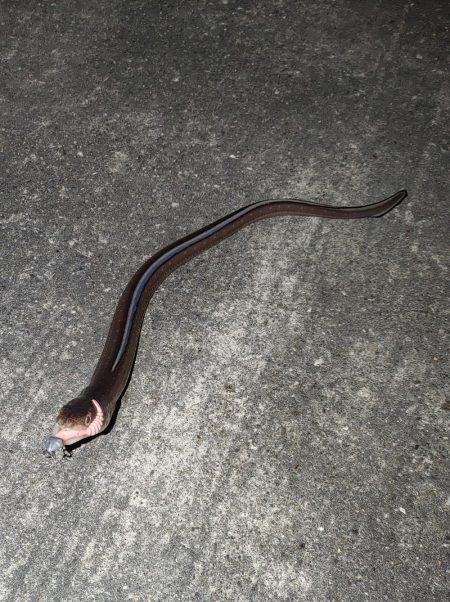 ワームで初めてのアナゴ