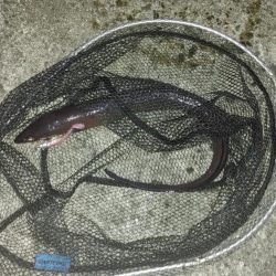 鰻釣れた!!　ホントは引っ掛かった(苦笑)