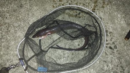鰻釣れた!!　ホントは引っ掛かった(苦笑)…