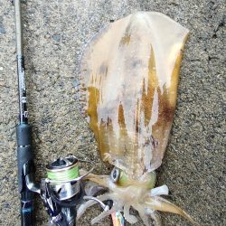 #アオリイカ2杯