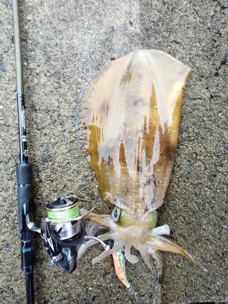 #アオリイカ2杯