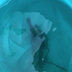 淀川テナガエビ釣り