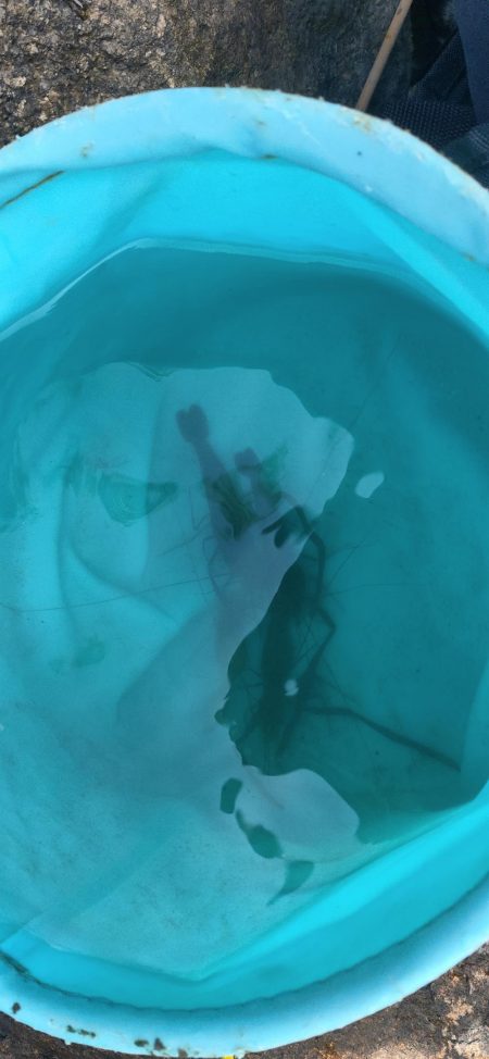 淀川テナガエビ釣り