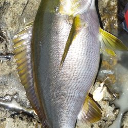 イサキの数釣り