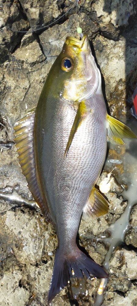 イサキの数釣り