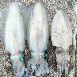 #アオリイカ2杯