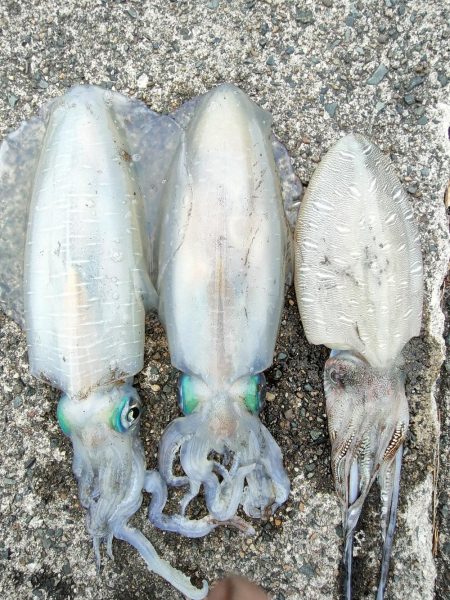 #アオリイカ2杯