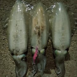 #アオリイカKgアップ3杯