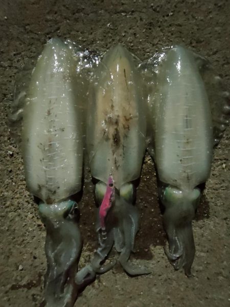 #アオリイカKgアップ3杯