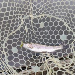 6月のトラウトはやっぱり渋いか!?