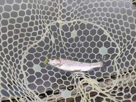 6月のトラウトはやっぱり渋いか！？