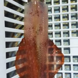 シロイカ上向き