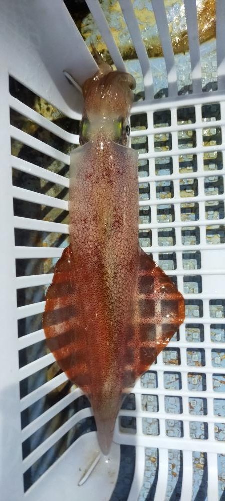 シロイカ上向き