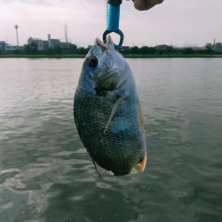 今年初トップキビレ