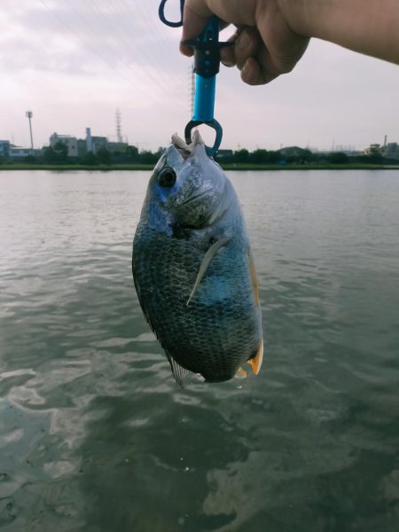 今年初トップキビレ