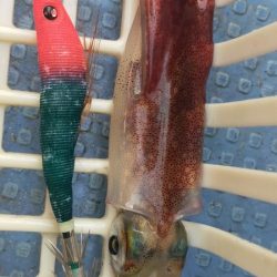 シロイカ好調続く