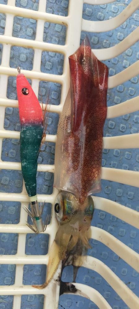 シロイカ好調続く