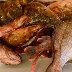 白鶴丸でガシラ釣り