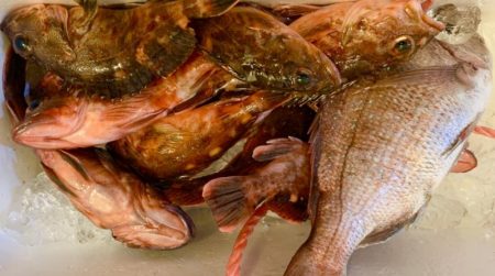 白鶴丸でガシラ釣り