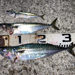 大サバ試し釣り