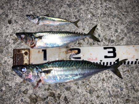 大サバ試し釣り