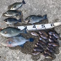 グレ狙い＆ファミリーフィッシング