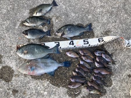 グレ狙い＆ファミリーフィッシング