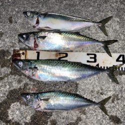 大サバのウキ釣り