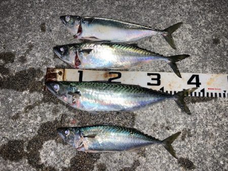 大サバのウキ釣り