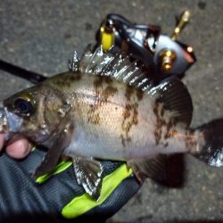 2022/05/31 南港ライトゲーム釣行