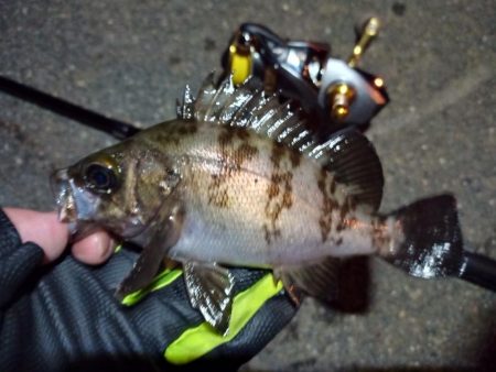 2022/05/31 南港ライトゲーム釣行…