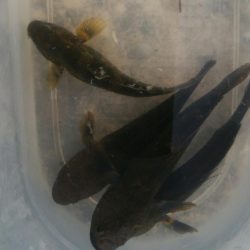 ハゼ釣り楽しいデス(^^)