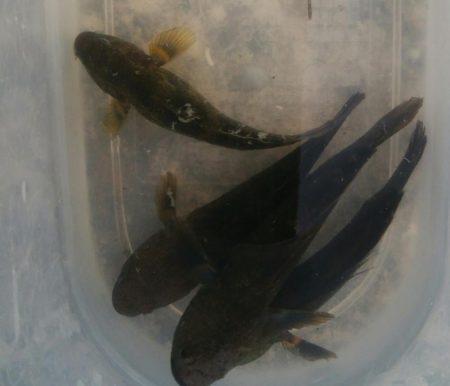 ハゼ釣り楽しいデス(^^)