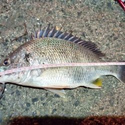 2022/06/02 南港ヘチ釣り釣行