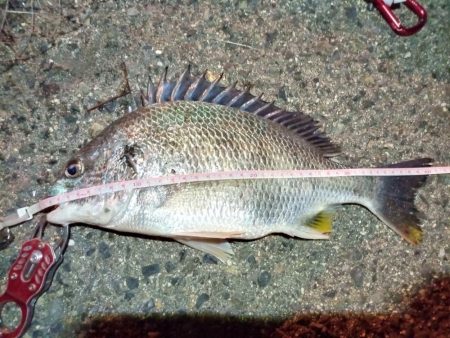 2022/06/02 南港ヘチ釣り釣行