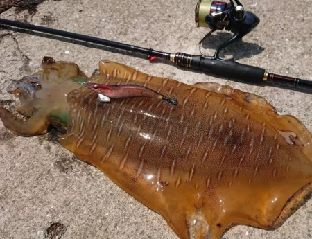 墨族釣果投稿(対馬)⑫