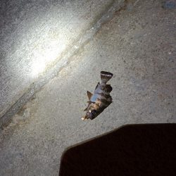 粘った!　釣った!!　小型だった!!!ーT＿T