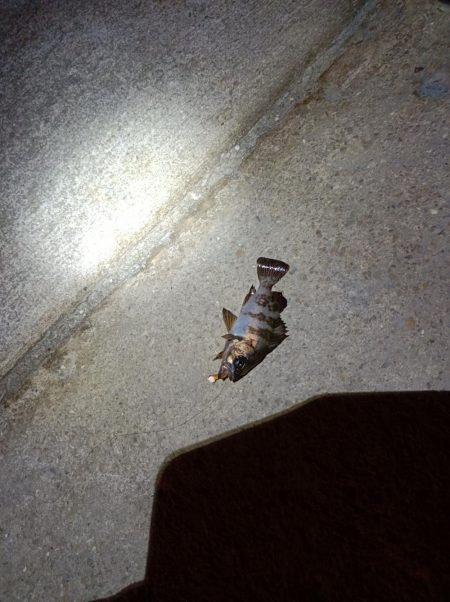 粘った!　釣った!!　小型だった!!!ーT…