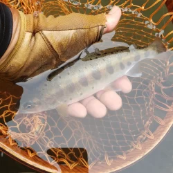 海破れて久々の川へ