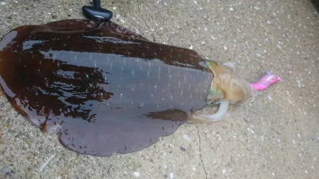 墨族釣果投稿(対馬)⑬