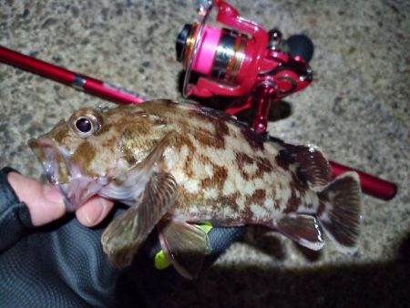 2022/06/07 南港ライトゲーム釣行…