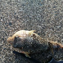 ファミリーフィッシング?